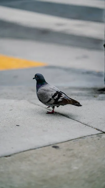 Μια Κάθετη Φωτογραφία Περιστεριού Στο Δρόμο Του Σαν Φρανσίσκο — Φωτογραφία Αρχείου