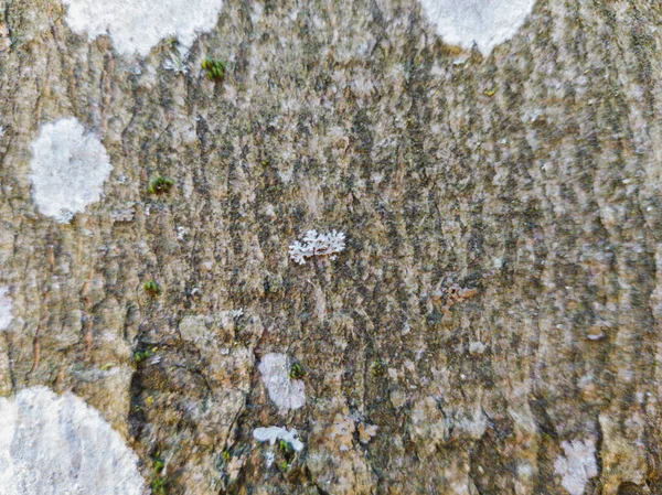 Неглубокий Фокус Крупным Планом Снежинки Стволе Дерева — стоковое фото