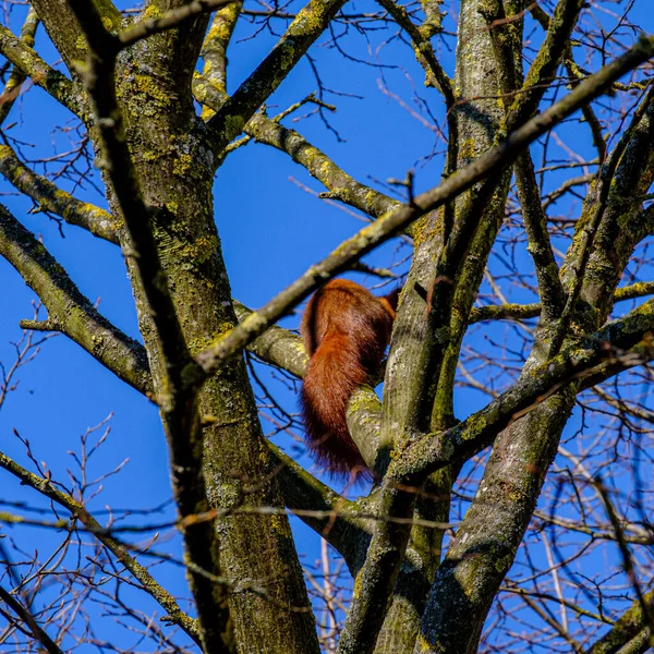 在清澈无云的天空下 一只褐色松鼠背靠在树枝上的一张垂直的照片 — 图库照片