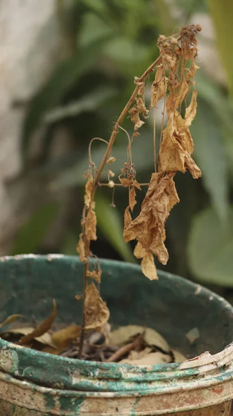 Vertical Closeup Dry Plant Dirty Pot Blurred Background — Stock Photo, Image