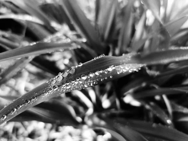 Grayscale Shot Leaves Water Droplets Garden — Stock Photo, Image