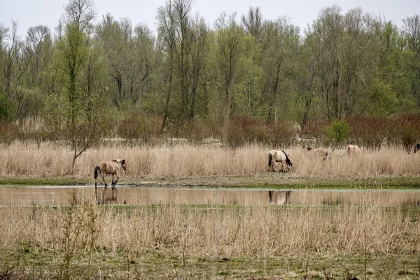 Una Mandria Cavalli Campo Vicino Alla Foresta Nel Flevoland Paesi — Foto Stock