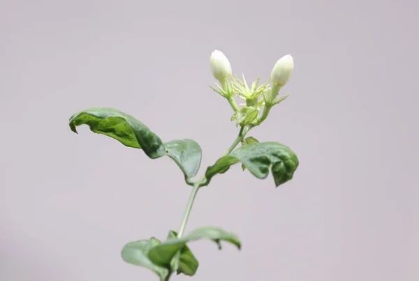 Eine Nahaufnahme Der Jasminpflanze Mit Weißen Knospen Auf Grauem Hintergrund — Stockfoto