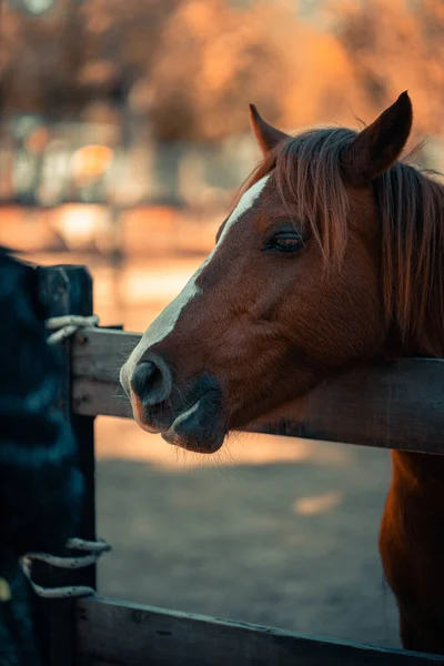 Hermoso Retrato Caballo Rojo Contra Las Vallas Madera Granja — Foto de Stock