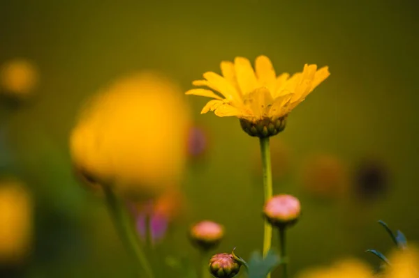 Eine Nahaufnahme Von Schönen Gelben Gänseblümchen Isoliert Unscharfem Hintergrund — Stockfoto