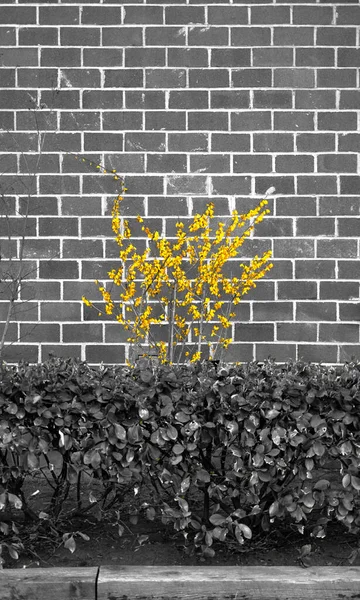 黄种树灰度拍摄的带有砖墙背景的黄种树的照片 — 图库照片