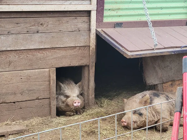 Una Vista Dos Cerdos Lindos Una Granja — Foto de Stock