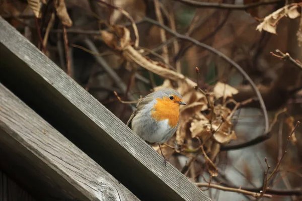 Lindo Petirrojo Europeo Erithacus Rubecula Sienta Sobre Una Barandilla Madera —  Fotos de Stock