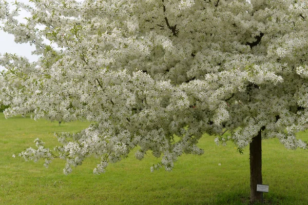 Gros Plan Cerisier Fleurs — Photo
