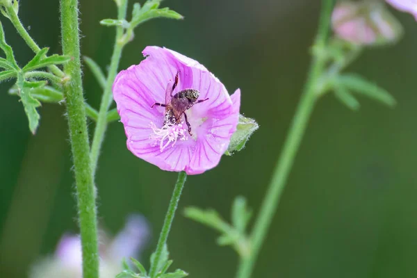 Крупный План Пчелы Опыляющей Фиолетовый Цветок Зеленом Фоне — стоковое фото