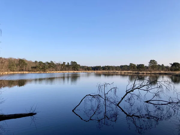 晴れた朝に森の近くの湖の美しい風景 — ストック写真
