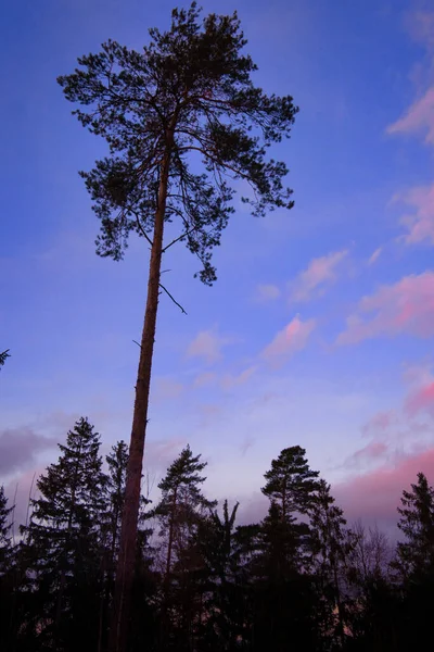 Güzel Günbatımı Gökyüzünün Altındaki Ağaçların Dikey Görüntüsü — Stok fotoğraf