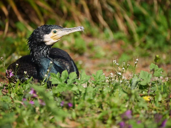 Eine Nahaufnahme Eines Schönen Kormoranvogels Der Auf Einer Grünen Wiese — Stockfoto