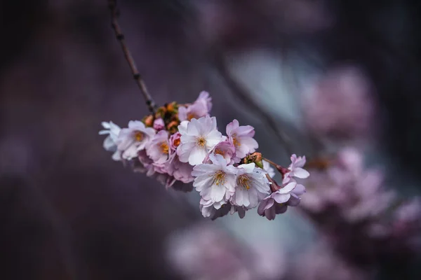 Eine Nahaufnahme Von Schönen Kirschblüten Die Auf Verschwommenem Hintergrund Blühen — Stockfoto