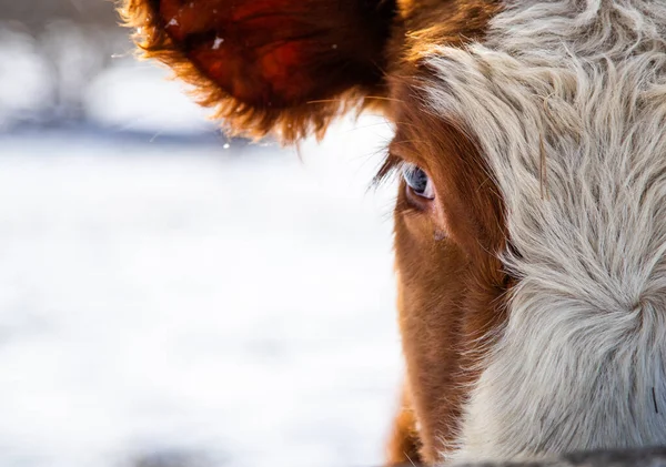 Primer Plano Mitad Cara Una Vaca Blanca Marrón Una Reserva — Foto de Stock