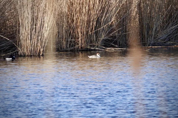 Hollanda Flevoland Daki Bir Göletteki Mergellus Albellus Kuşlarının Manzarası — Stok fotoğraf