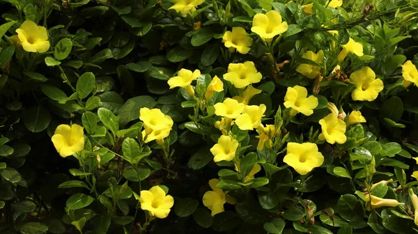 Lindas Flores Amarelas Rocktrumpet Crescidas Jardim Primavera — Fotografia de Stock