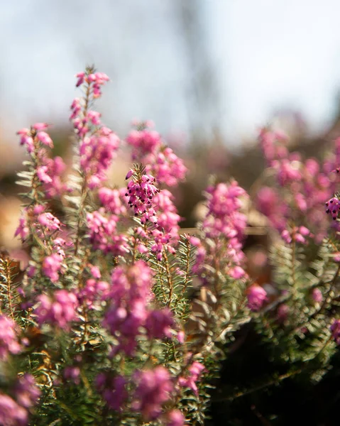 粉红紫杉花的选择性聚焦拍摄 — 图库照片
