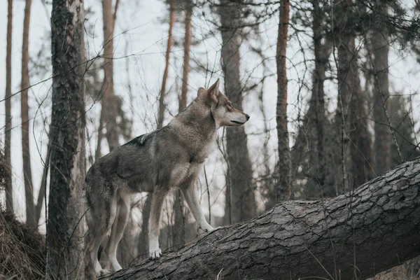 Uma Vista Panorâmica Saarloos Wolfdog Floresta — Fotografia de Stock