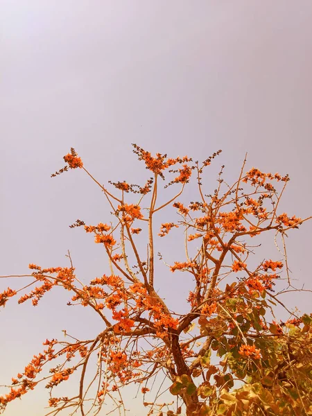Eine Vertikale Aufnahme Einer Sanddornpflanze Unter Klarem Himmel — Stockfoto