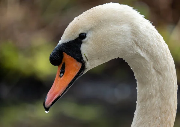 Uma Visão Close Cabeça Branca Cisne Mudo Nas Garotas Norfolk — Fotografia de Stock
