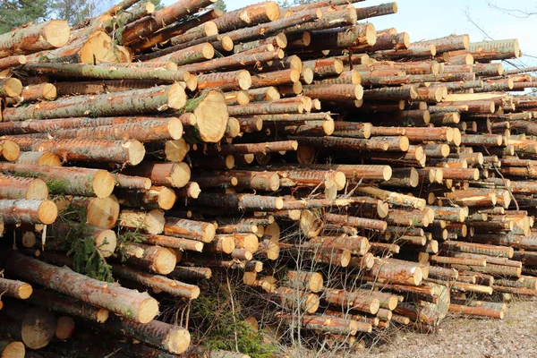 Closeup Tree Logs Arranged Pile — Stock Photo, Image