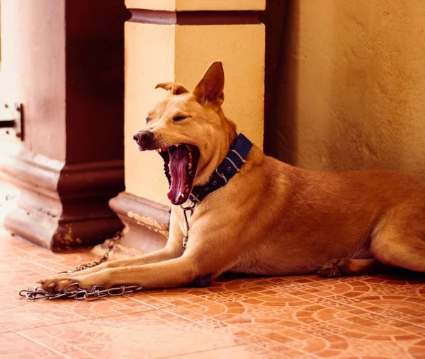 一只褐色的狗在房子里打呵欠的肖像 — 图库照片