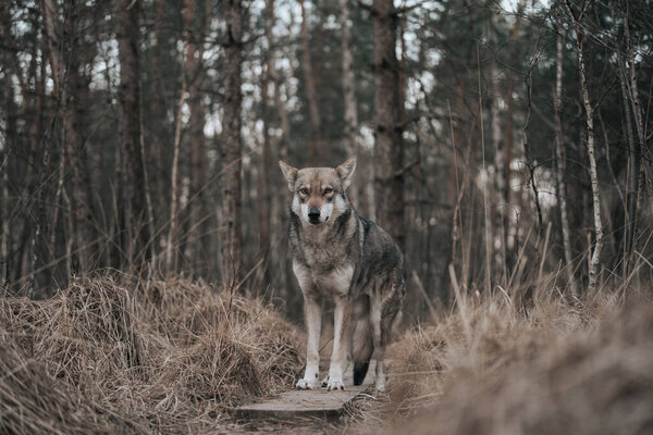A closeup view of Saarloos Wolfdog