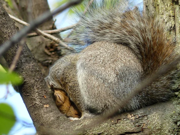 Nahaufnahme Eines Niedlichen Schlafenden Eichhörnchens — Stockfoto