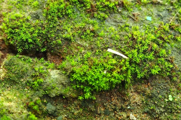 昼間に岩だらけの土地で小さな緑の苔のコロニーの美しいショット — ストック写真