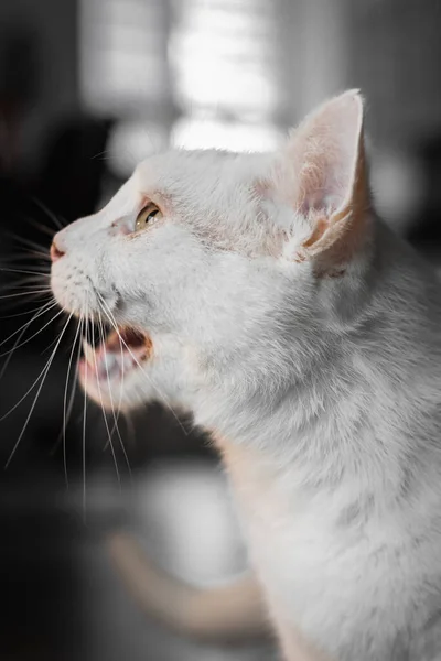 Eine Vertikale Nahaufnahme Eines Niedlichen Kätzchens Das Drinnen Lustige Katzensachen — Stockfoto