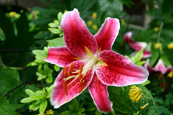 Zbliżenie Lilium Stargazer Ogrodzie — Zdjęcie stockowe