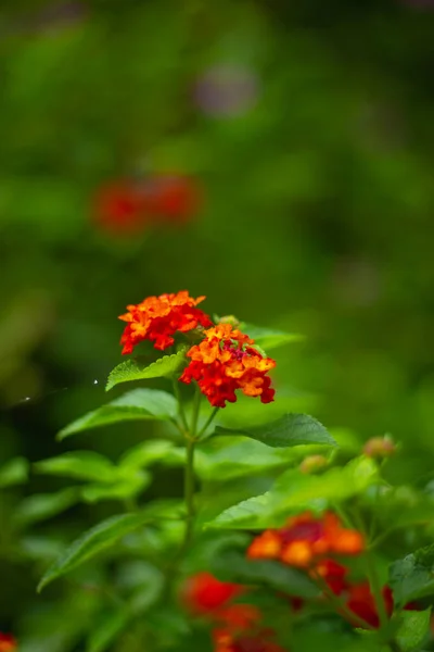 Vertikální Detailní Záběr Červené Verbeny Rostoucí Zahradě Rozmazaném Pozadí — Stock fotografie