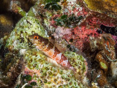 Renkli mercanların arasında yüzen küçük balıklar