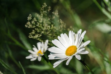 Güzel papatya çiçeklerinin seçici odağı bulanık bir arka planda çiçek açıyor.