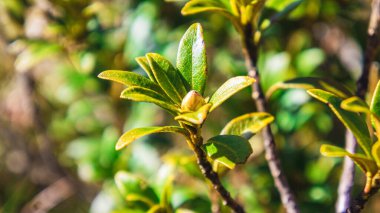 Bir bitkinin güneş ışığındaki yapraklarının yakın plan çekimi..