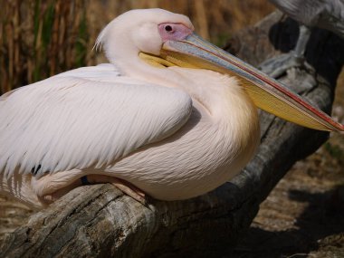 Pembe bir pelikan manzarası güneşte bir tahtaya tünemiş hayattan memnun görünüyor.