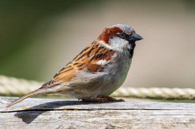 Ahşap bir yüzeye tünemiş sıradan bir serçenin yakın çekim görüntüsü.