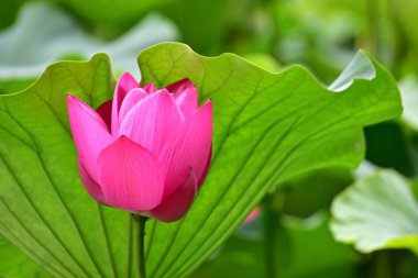 Yeşil yapraklara karşı büyüyen pembe Nelumbo Nucifera 'nın yakın çekimi.