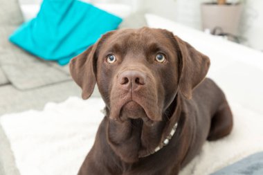 Kanepede uzanıp fotoğrafçıya bakan kahverengi bir lobrador köpeği.