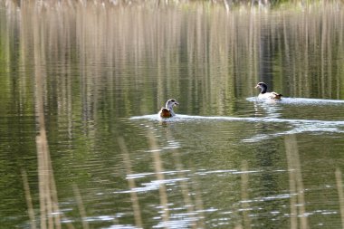 Göle dalan Anser kuşlarının görüntüsü
