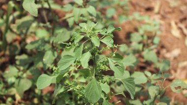 Hindistan ısırganının (Acalypha Indica) güneş ışığının altında büyüyen bir görüntüsü.