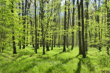 Almanya 'da güneşli bir günde yeşil bir ormanda güzel bir manzara.
