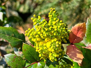 Oregon Üzüm Fabrikası 'na yakın çekim