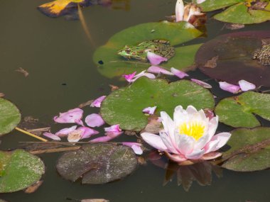 A water lily with the leaves in the lake