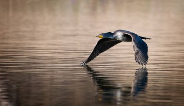 Gölün üzerinde uçan büyük karabatağın yakın plan çekimi.