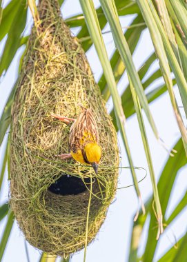 Dokumacı kuşun ağaçta yuvasını ördüğü dikey bir görüntü.