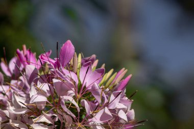 Cleome çiçeğinin seçici bir örneği