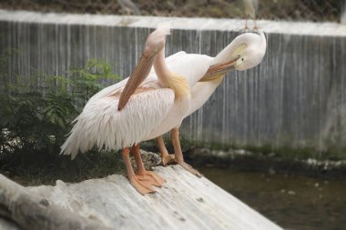 Bulanık bir arkaplanda tahtaya tünemiş iki pelikanın yakın plan çekimi.