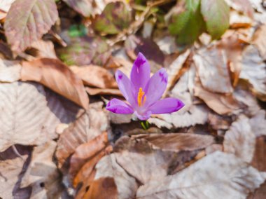 Güneşli bir günde bahçede büyüyen güzel bir Crocus çiçeğinin yakın çekimi.